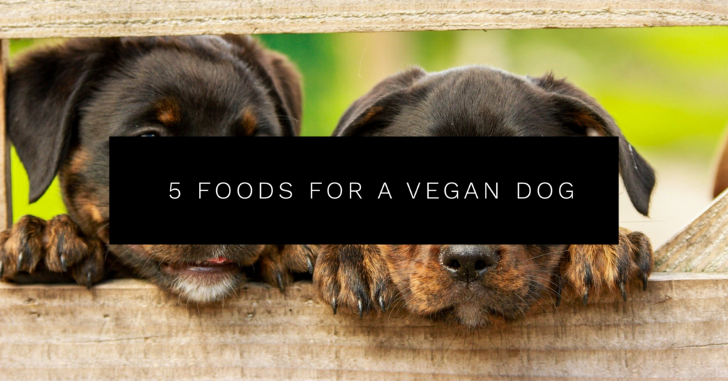 5 Foods for a Vegan Dog (Plant Based Eating for Animals)